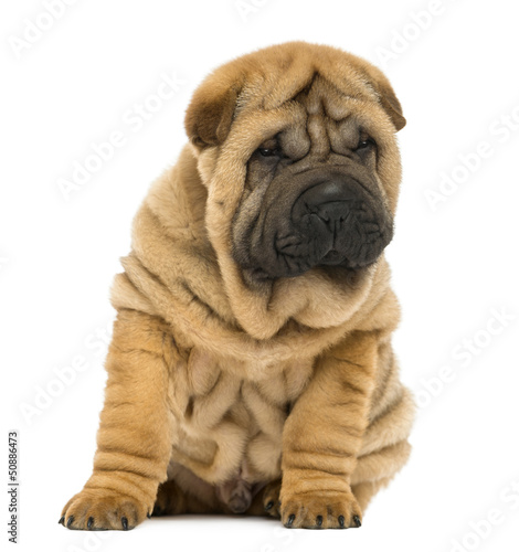 Shar pei puppy sitting and looking down  11 weeks old 