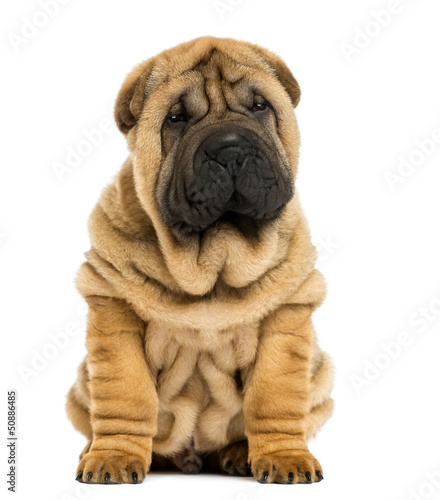 Fototapeta Naklejka Na Ścianę i Meble -  Front view Shar pei puppy sitting (11 weeks old)