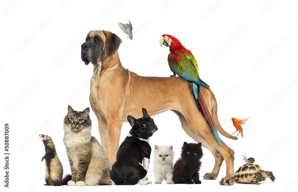 Obraz premium Grupa zwierząt - pies, kot, ptak, gad, królik, ...