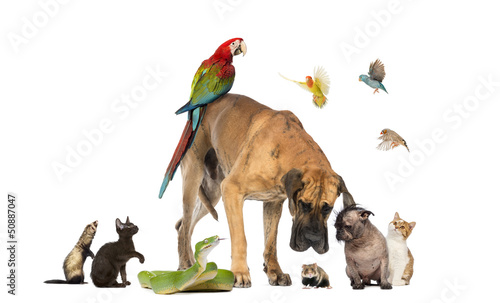 Fototapeta Naklejka Na Ścianę i Meble -  Group of pets together isolated on white