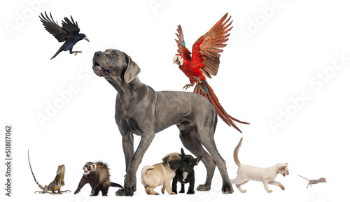 Group of pets,Group of pets - Dog, cat, bird, reptile, rabbit,..
