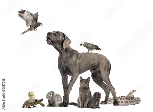 Fototapeta Naklejka Na Ścianę i Meble -  Group of pets,Group of pets - Dog, cat, bird, reptile, rabbit,..