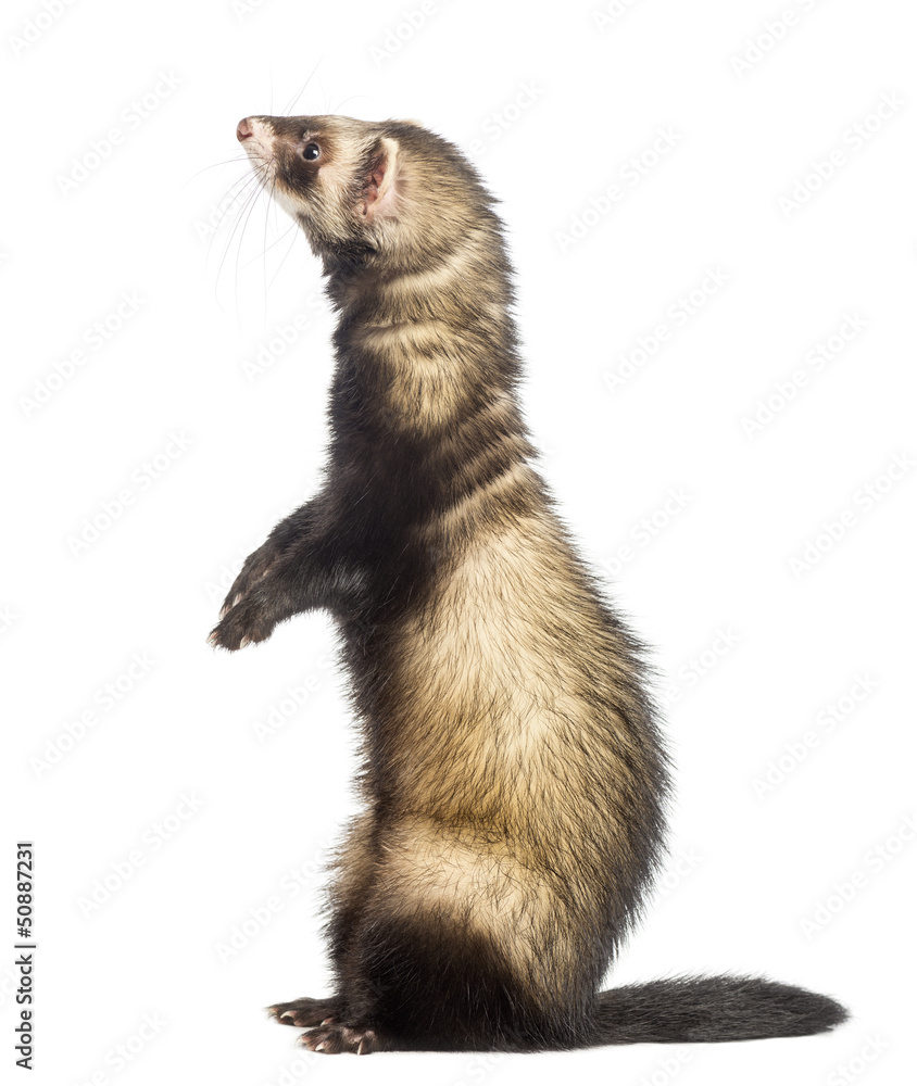 Ferret standing on hind legs and looking up, isolated on white Ferret standing on hind legs and looking up, isolated on white