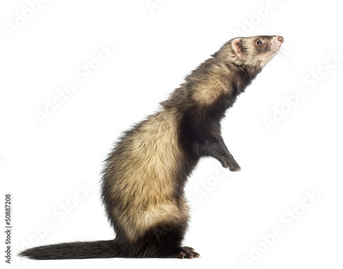 Ferret standing on hind legs and looking up, isolated on white