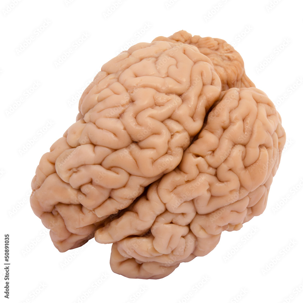 Real brain Real brain