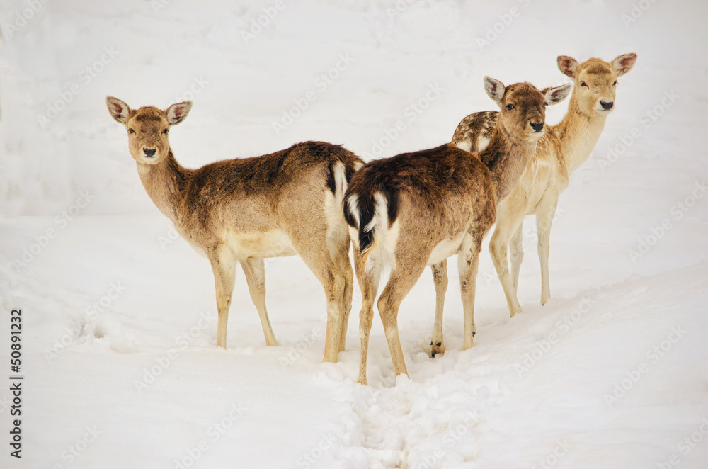 Three White-tailed deers Three White-tailed deers