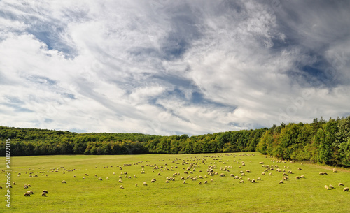 flock of sheep grazes in a meadow