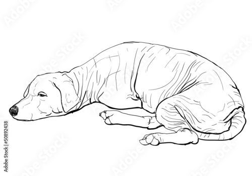 The pooring old mangy dog look sad and lonely