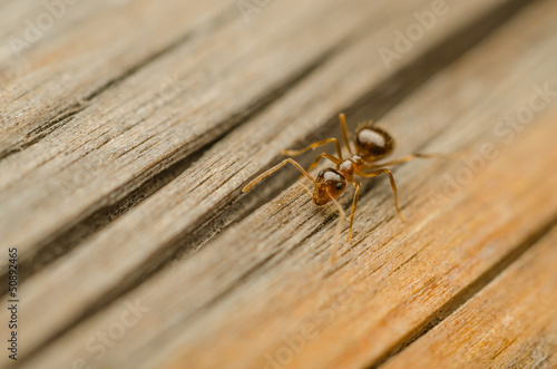 Red Ant Walking On A Wooden Plank