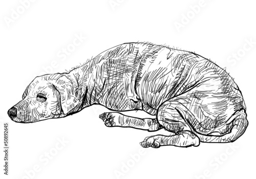 The pooring old mangy dog look sad and lonely