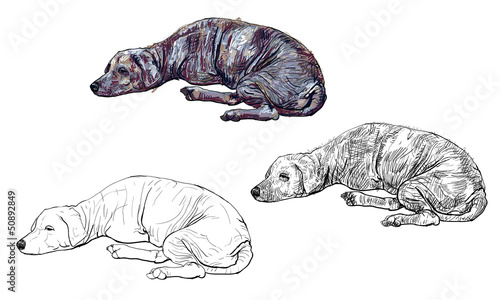 The pooring old mangy dog look sad and lonely