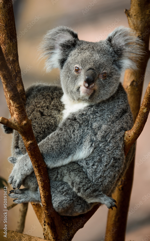Fototapeta premium koala beauval