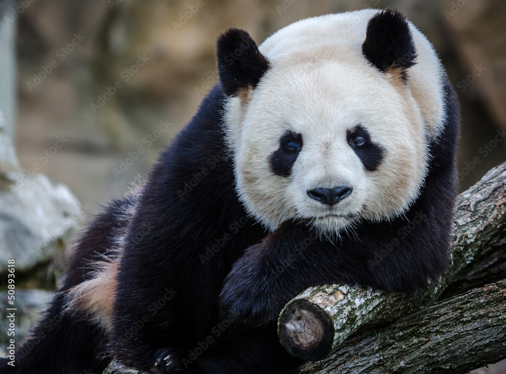Fototapeta premium panda beauval