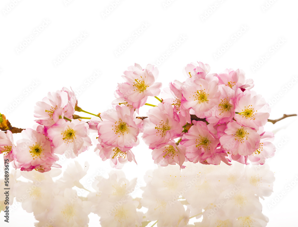 branche en fleur branche en fleur