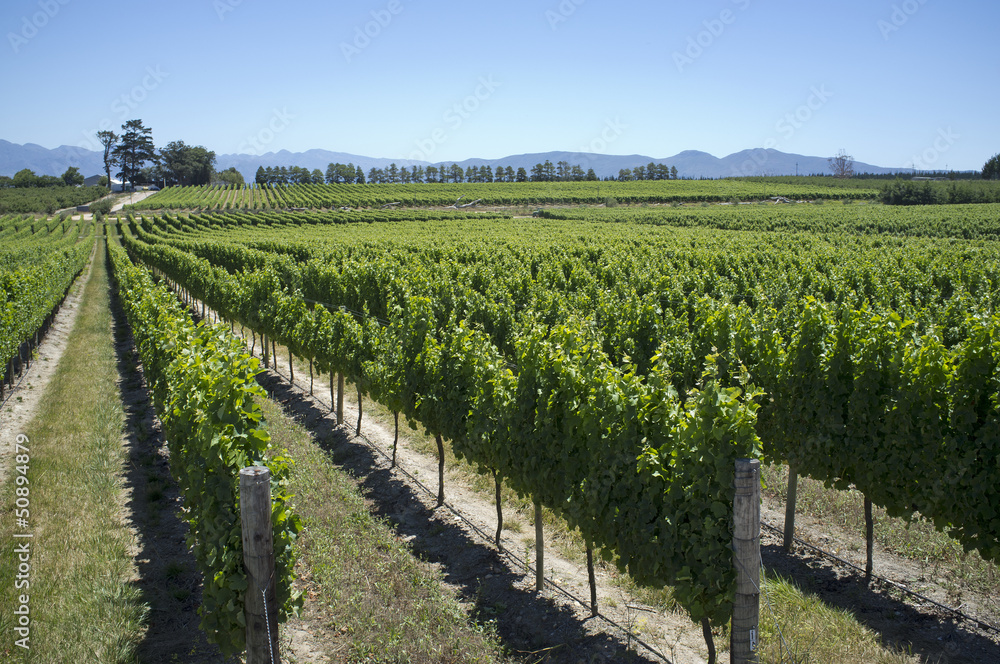 Tokara Highlands vineyards South Africa