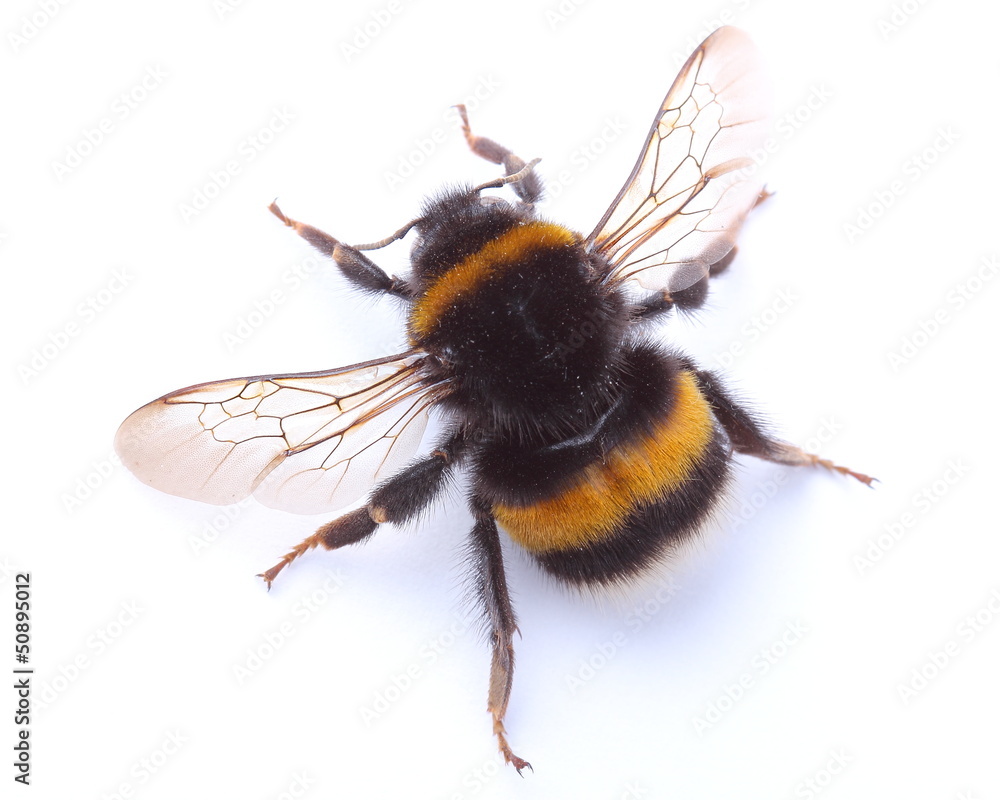 Fotografia bumblebee isolated on white