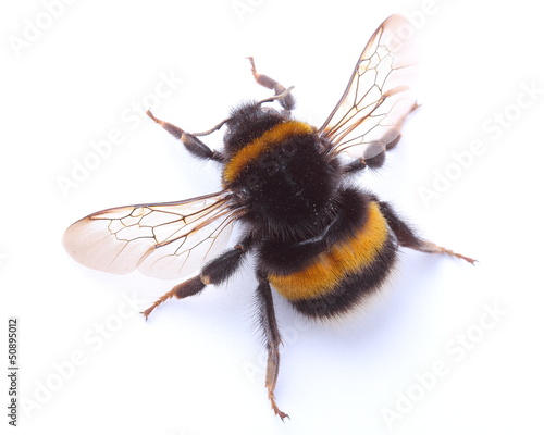 Photo bumblebee isolated on white