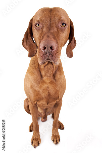 sitting Hungarian vizsla dog