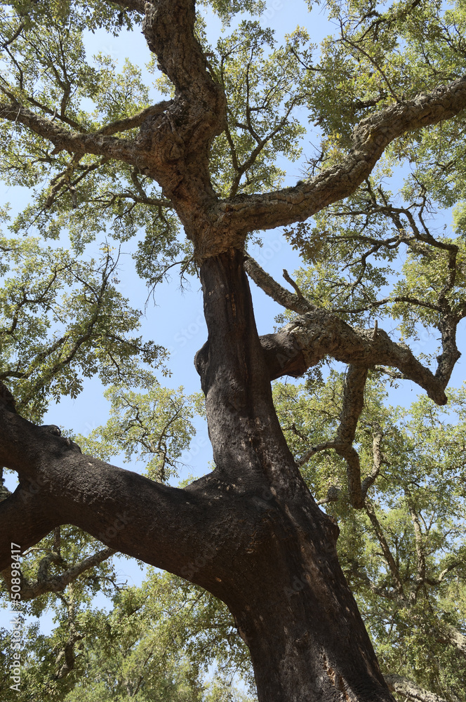Fototapeta premium Cork trees