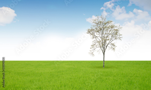 Tree and grass field over blue sky