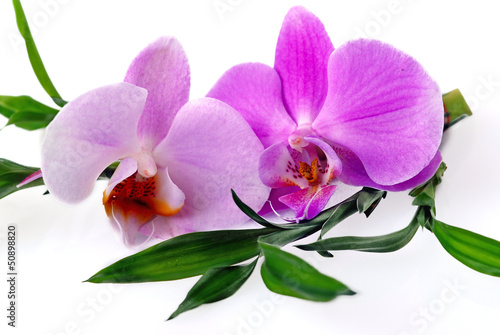 Orchideen