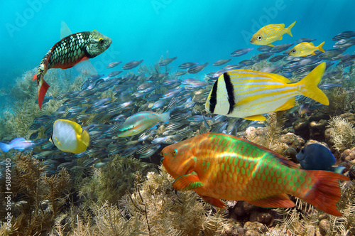 School of colorful tropical fish in a coral reef of the Caribbean sea