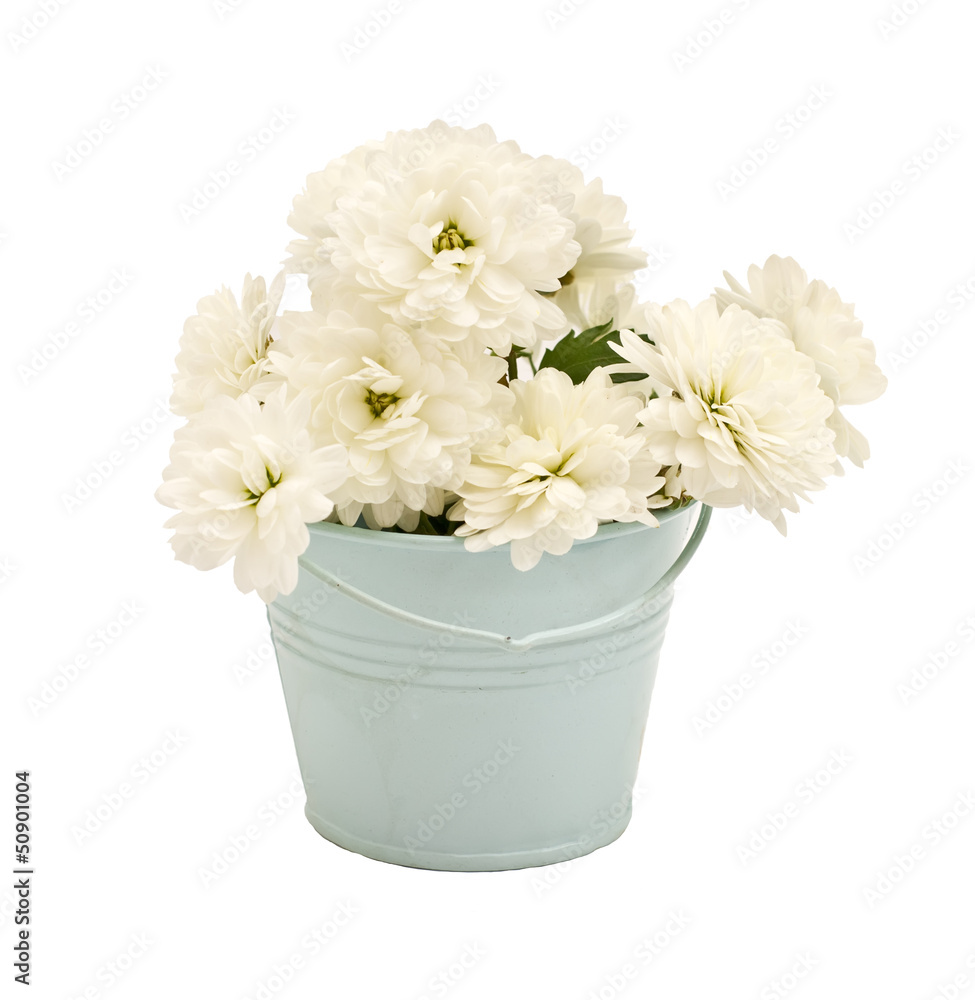 Bunch of bright white flowers isolated on white background