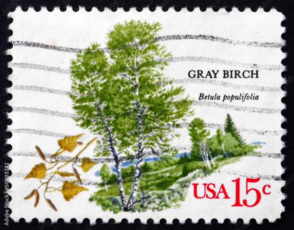 Fototapeta premium Postage stamp USA 1978 Gray Birch, Deciduous Tree