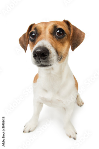 Fototapeta Naklejka Na Ścianę i Meble -  Cute Jack Russel terrier dog.