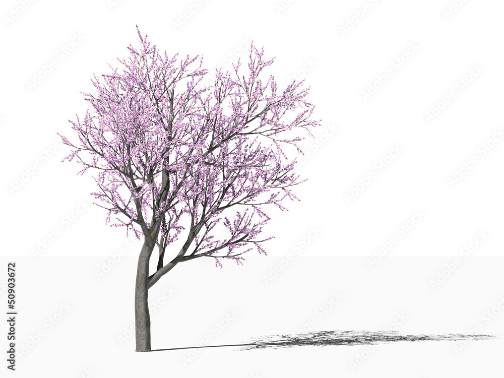 Obraz premium Цветущее персиковое дерево (Prunus persica) на белом фоне