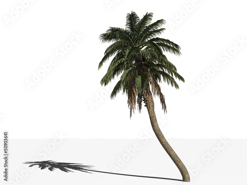 Финиковая пальма (Phoenix  reclinata) на белом фоне