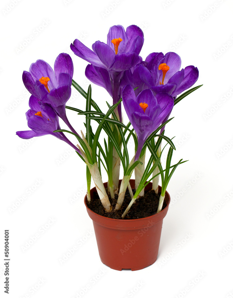 violet crocuses in pot