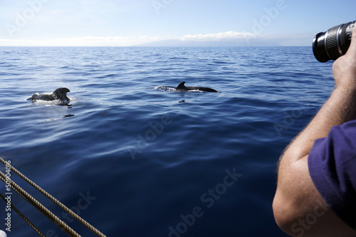 Grindwale beim whale watching photo