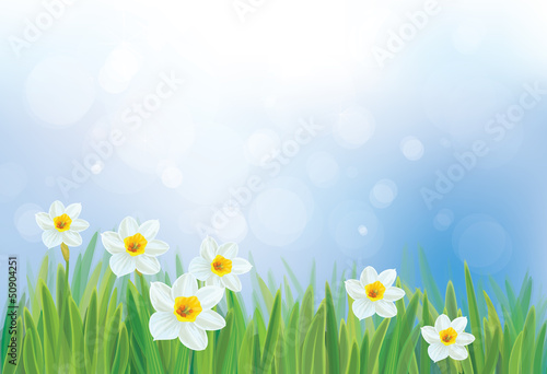 Vector of daffodil flowers on spring background.