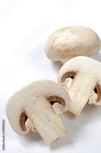 Common mushrooms