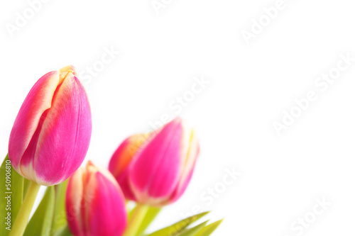 tulips - Tulpen