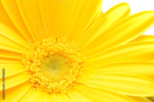 Macro shot of yellow Gerbera bloom isolated on white.