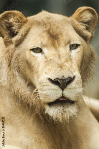 Female lion