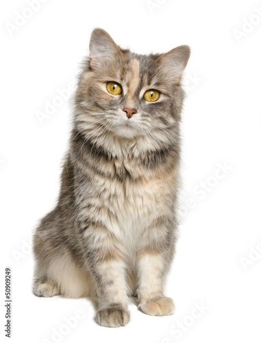 Fototapeta Naklejka Na Ścianę i Meble -  Calico Cat