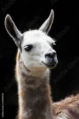 Portrait of a Llama