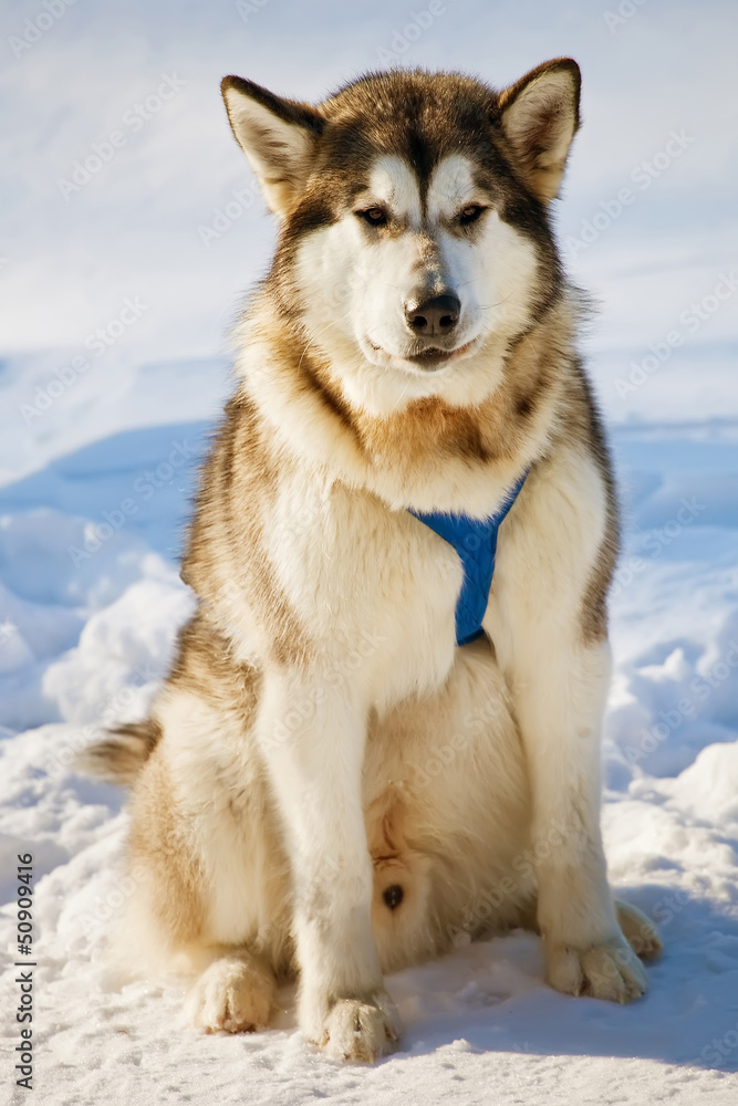 malamute