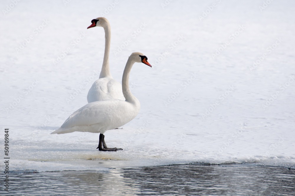 swan - cygnus olor