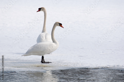 Obraz na płótnie swan - cygnus olor w salonie