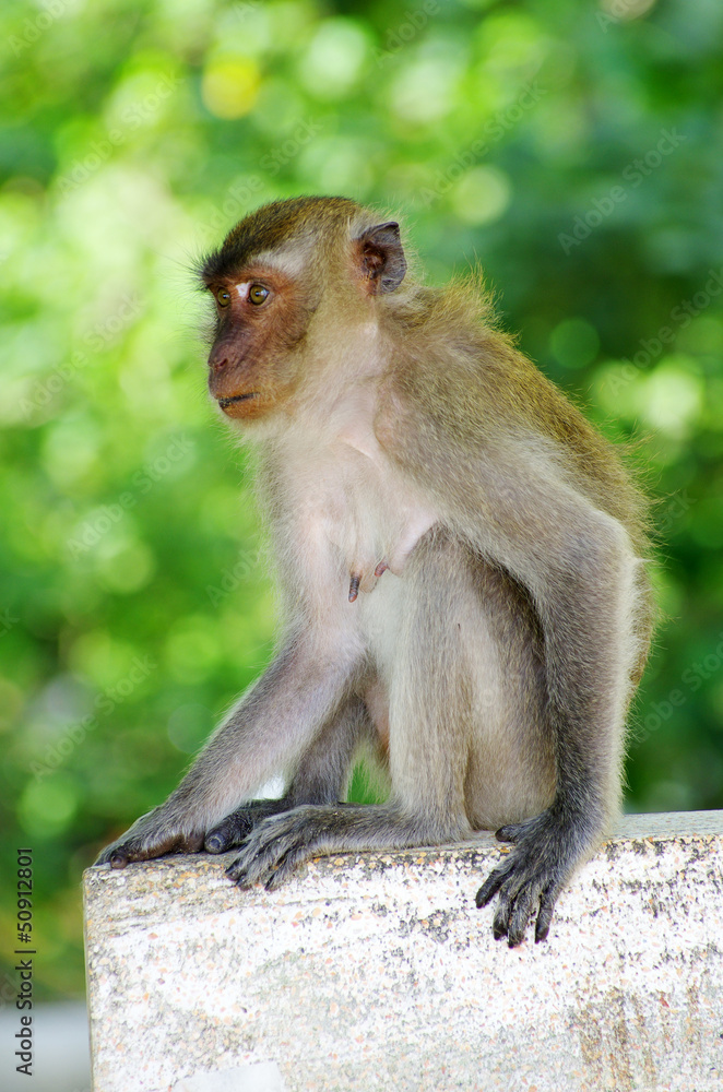 Obraz premium monkey