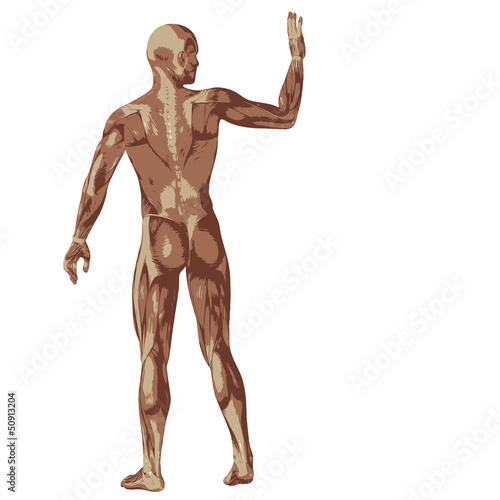 3D human or man with muscles for anatomy or sport designs