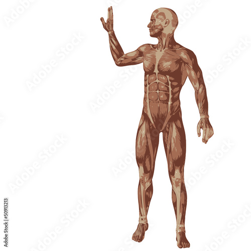 3D human or man with muscles for anatomy or sport designs