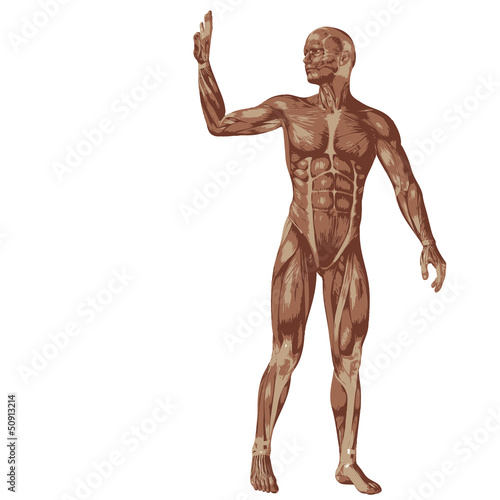 3D human or man with muscles for anatomy or sport designs