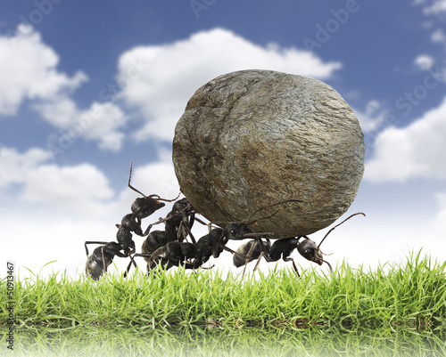 team of ants rolls stone uphill photo