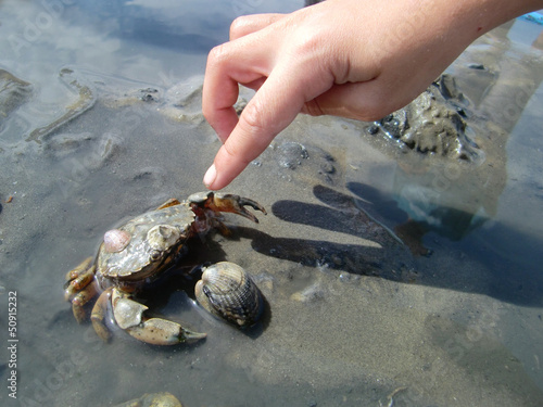 Foto Strandkrabbe im Wattenmeer