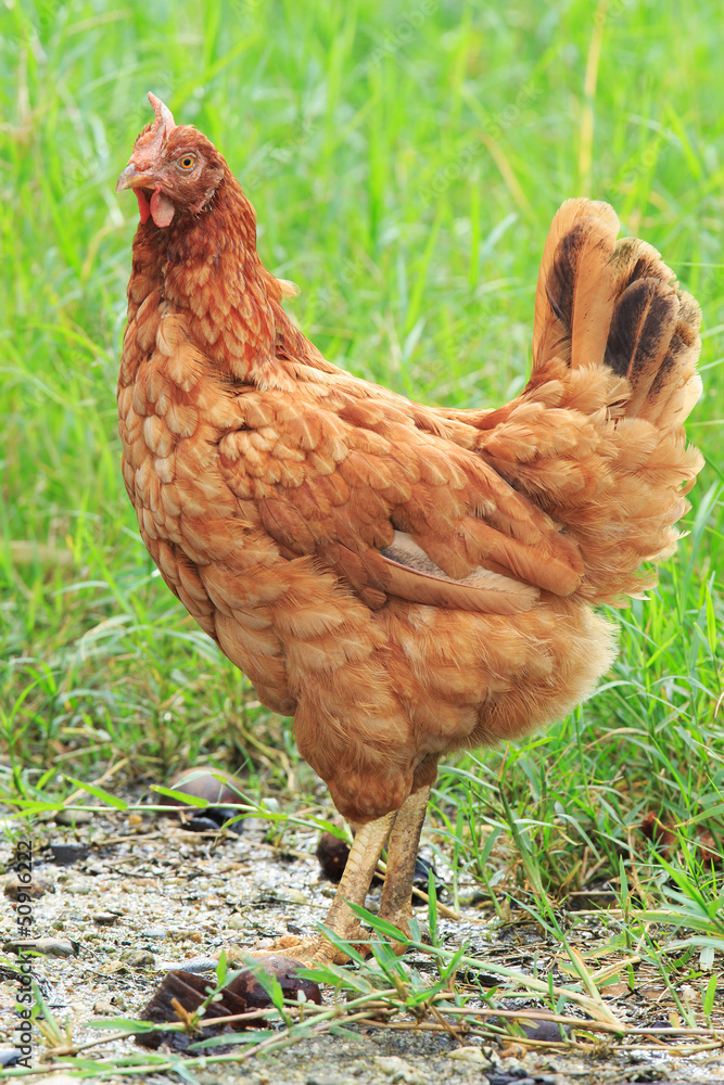Fototapeta premium Brown chicken standing on green grass field